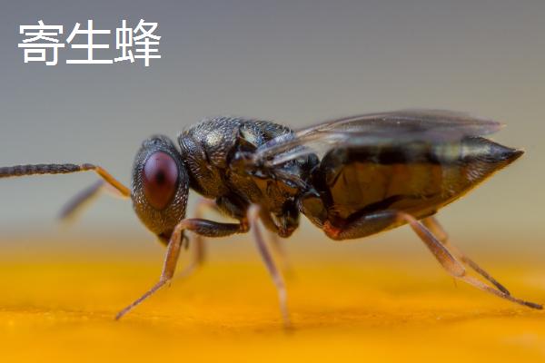 蜱虫的天敌，红蚂蚁、寄生蜂和螳螂都是其天敌