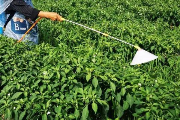 种植青椒施什么肥料，结果期可追施高氮型水溶肥