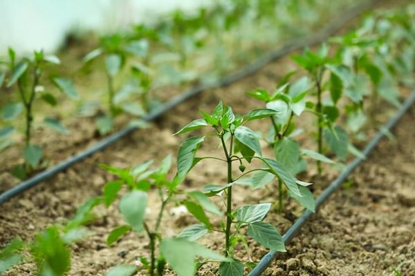种植青椒施什么肥料，结果期可追施高氮型水溶肥