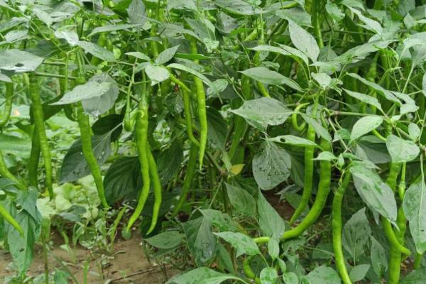 种植青椒施什么肥料，结果期可追施高氮型水溶肥