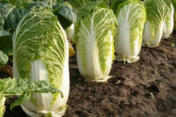 白菜结球期如何管理，需每隔5-7天浇1次水