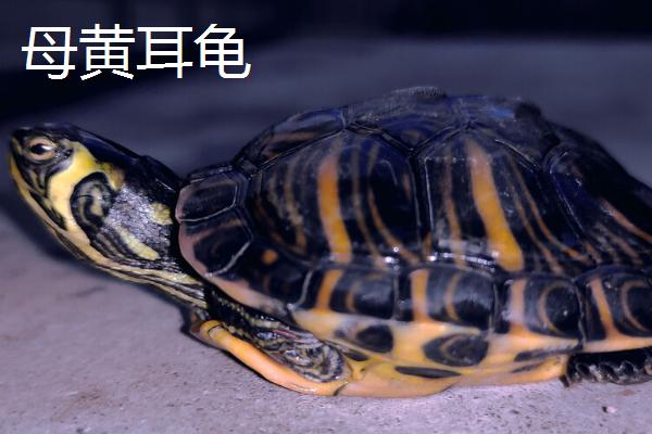 黄耳龟怎么分辨公母，公龟的尾巴要比母龟的粗大