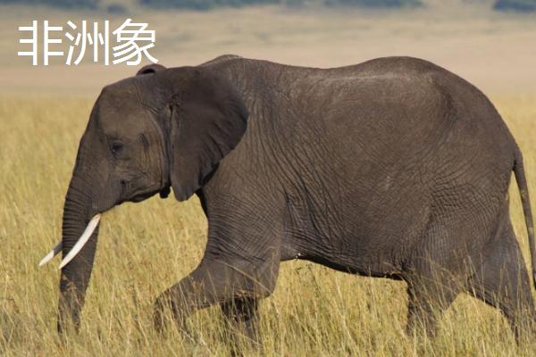 一头大象的体重，通常为3-8吨左右