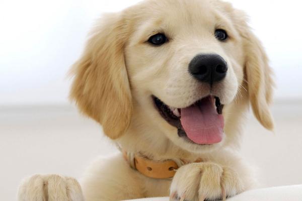 狗狗为什么会长出双排牙，可能是补钙不及时、缺少磨牙等原因所导致