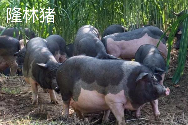 广西隆林各族自治县的特产，辣椒骨是隆林各族的传统食品
