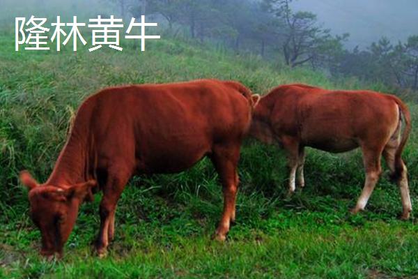 广西隆林各族自治县的特产，辣椒骨是隆林各族的传统食品