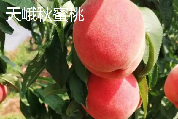 广西隆林各族自治县的特产，辣椒骨是隆林各族的传统食品
