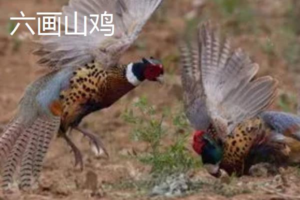 广西隆林各族自治县的特产，辣椒骨是隆林各族的传统食品