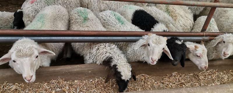 羊不吃东西的原因，一般是喂养不当引起的
