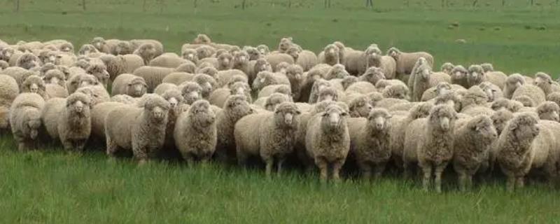 北方适合养什么羊，这几个品种繁殖快又好养