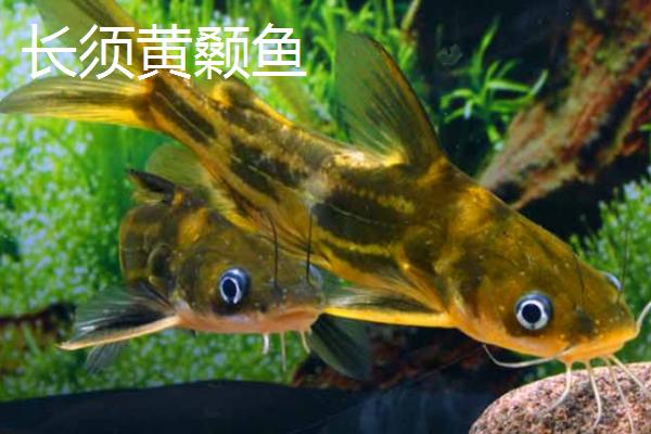 黄颡鱼能否和金鱼一起养，可以混养但体型不能相差太大