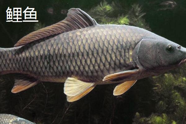 2.0号主线用多大吃铅的浮漂，得考虑实际水情