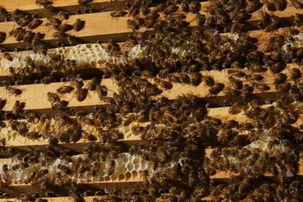 早春抖蜂紧脾的方法，饲喂蜂群后再提出巢脾、然后抖落至蜂箱内