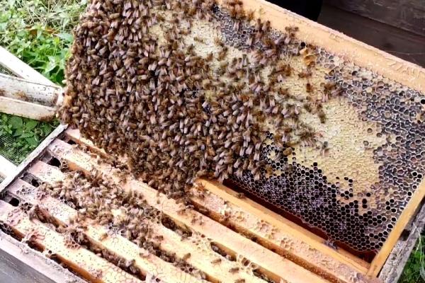 早春抖蜂紧脾的方法，饲喂蜂群后再提出巢脾、然后抖落至蜂箱内