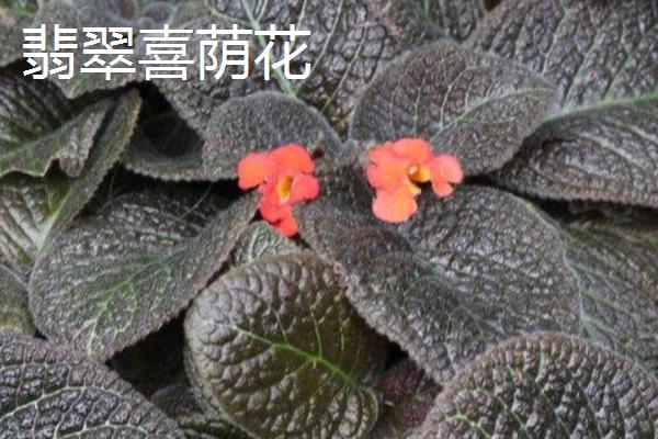 喜荫花的品种，品种众多各具特色