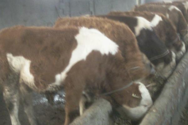 架子牛如何快速育肥，催肥期间要增喂精料