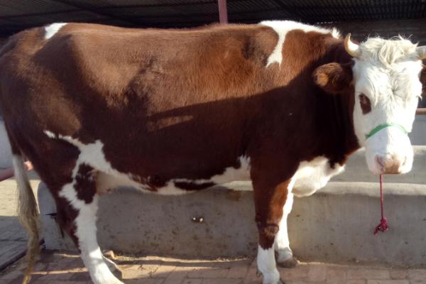 架子牛如何快速育肥，催肥期间要增喂精料