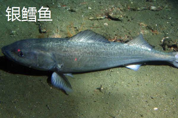 犬牙鱼和银鳕鱼有什么区别，犬牙鱼属于南极鱼科、银鳕鱼属于黑鲉科