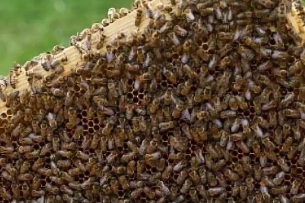 意蜂快速繁殖方法，调控温度和病害防治是关键