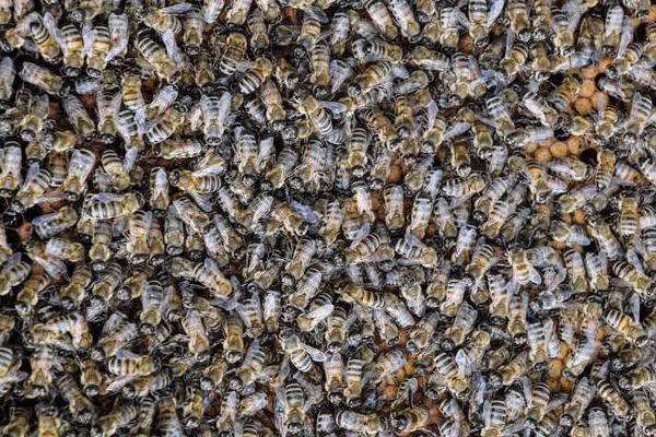 意蜂快速繁殖方法，调控温度和病害防治是关键