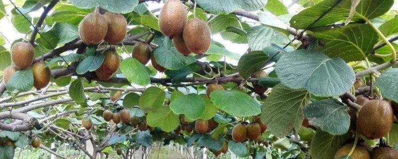 广西适合种植哪种猕猴桃，可种植红阳猕猴桃、美味猕猴桃等品种