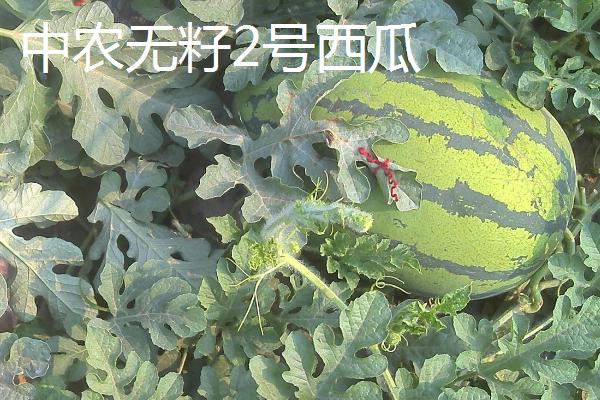 无籽西瓜的产地，遍布全国各地