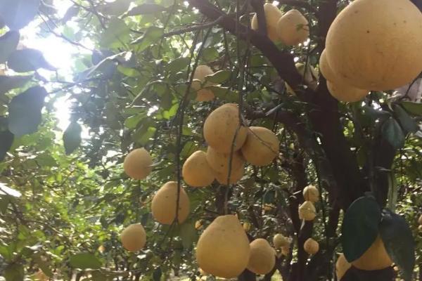 柚子的生长环境，喜欢在温暖潮湿的地方生长