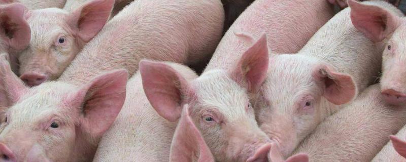 冬季养猪增膘缓慢的原因，断奶不当或补料不及时都会导致