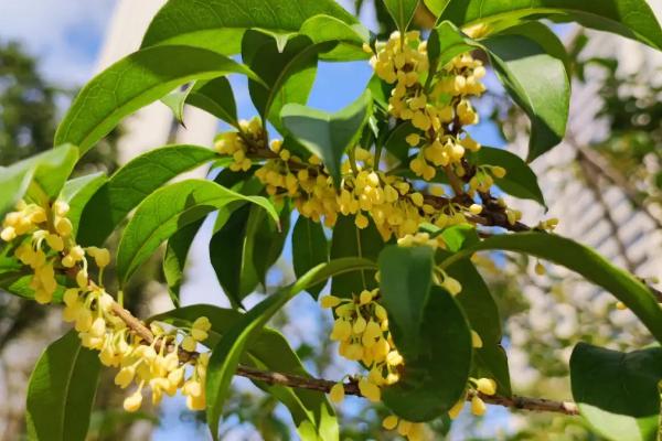 秋天有哪些花盛开，桂花、菊花、玉兰等花卉均在此时开放