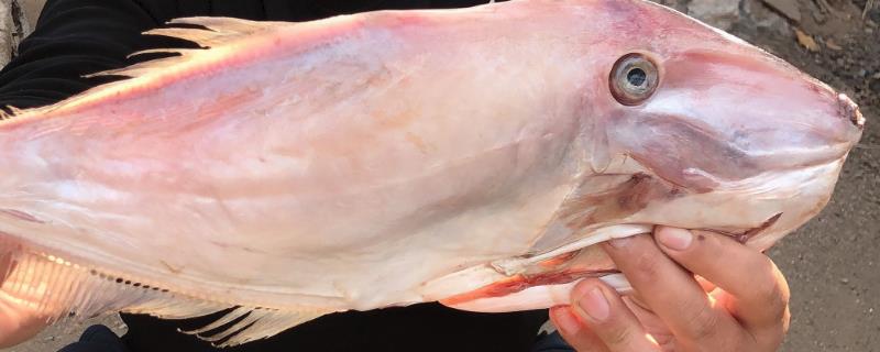 什么是耗儿鱼，属于鲀形目、单角鲀科海洋鱼类