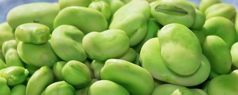 什么是蚕豆，属于豆科、野豌豆属植物