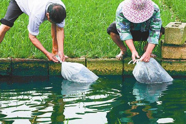 罗非鱼怎么养，养殖前池塘必须进行消毒