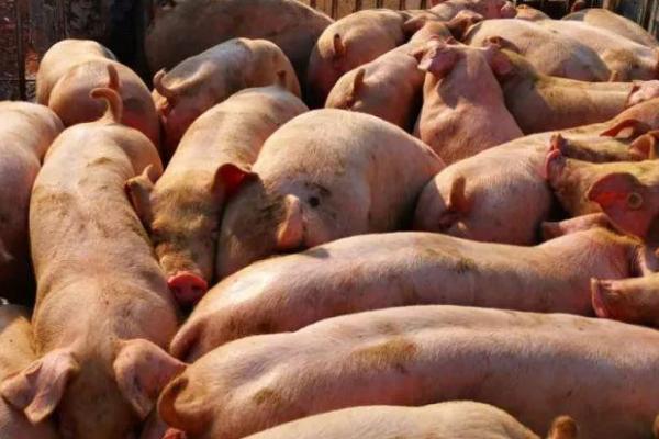 冬季养猪增膘缓慢的原因，断奶不当或补料不及时都会导致