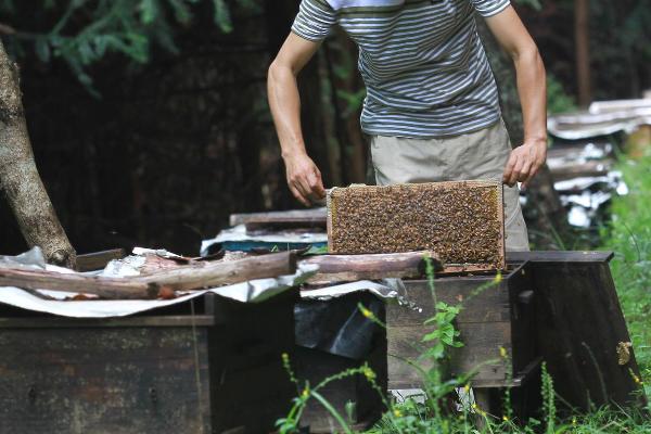 养蜜蜂的方法及注意事项，根据实际情况来选择蜂种