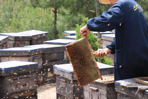养蜜蜂的方法及注意事项，根据实际情况来选择蜂种