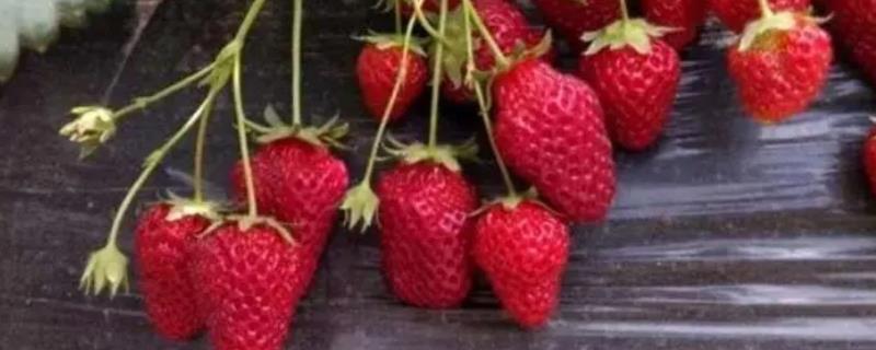 草莓膨果期需补充的营养，氢氧、氮、锌、镁都不可或缺