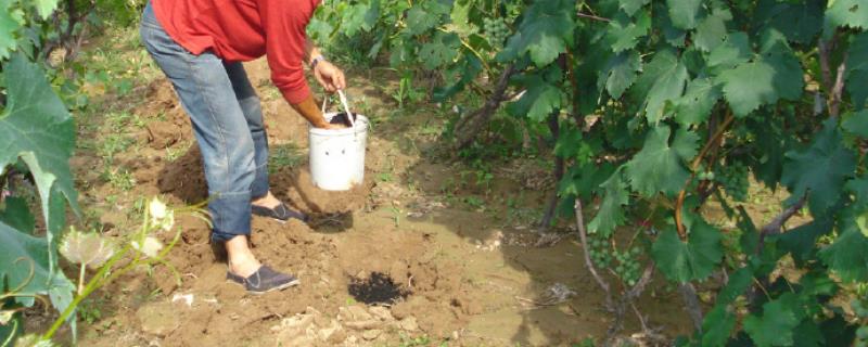 葡萄如何施肥，根据需肥规律来施肥