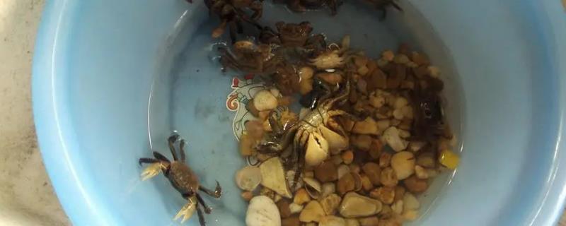 螃蟹怎么家养不会死，一定要保证水分
