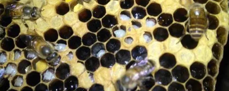 中蜂人为造成烂子的原因，摇蜜速度过快会导致