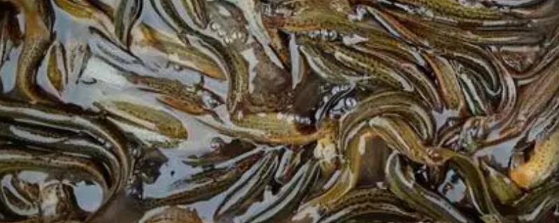 泥鳅有什么生活习性，喜欢在淤泥底质的静水或缓流水中栖息