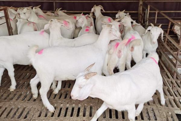 养殖山羊的效益，利润可观但要需要较大的投入