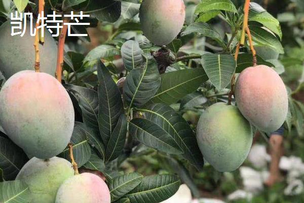 芒果主要种植区分布在哪里，主要分布在海南、广东、云南、台湾等省份