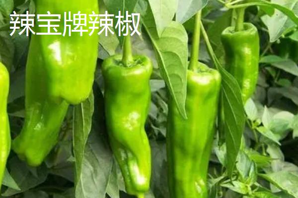 吉林省长岭县的特产，辣宝牌辣椒属于名牌产品