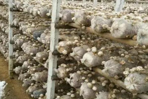 如何种植花菇才能高产，需将温度保持在26-28℃