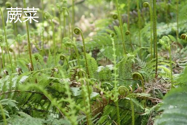 黑龙江山野菜有哪些品种，包括蕨菜、猴腿菜、刺嫩芽等种类