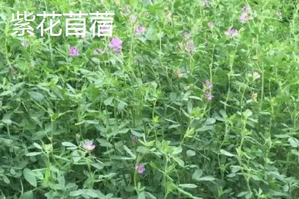 黑龙江山野菜有哪些品种，包括蕨菜、猴腿菜、刺嫩芽等种类