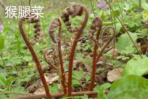 黑龙江山野菜有哪些品种，包括蕨菜、猴腿菜、刺嫩芽等种类