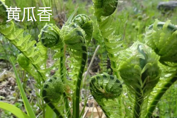 黑龙江山野菜有哪些品种，包括蕨菜、猴腿菜、刺嫩芽等种类