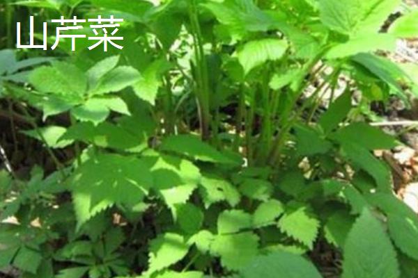 黑龙江山野菜有哪些品种，包括蕨菜、猴腿菜、刺嫩芽等种类