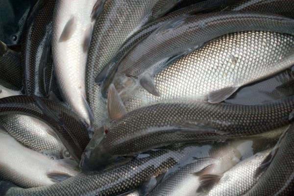 大鳞鲃鱼体内有无小刺，肉质鲜美且没有小刺